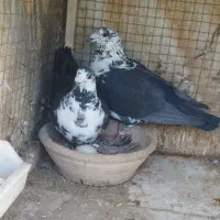 کبوتر فروشی|پرنده|آباده, |دیوار