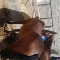 خرید فروش اسب پالونی بارکش از ۱۰ تا ۴۰|اسب و تجهیزات اسبسواری|اصفهان, همتآباد|دیوار
