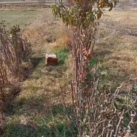 انواع نهال میاندواب زیر قیمت بازار حرص درخت