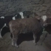 گوساله بلژیکی|حیوانات مزرعه|سارال, |دیوار