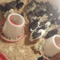 جوجه مرغ گلین ۴۰تاج ریشی پنگوئنی