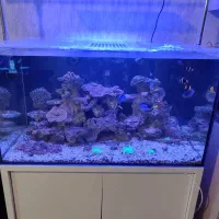 آکواریوم ابشور|ماهی|تهران, امین حضور|دیوار