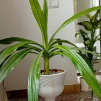 وسایل فروش فوری