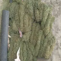 سلام ، دویست کیلو بیده تاز مشتری واقعی تماس بگیره