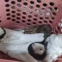 چهار عدد کبوتر