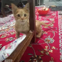 واگذاری بچه گربه|گربه|کرمانشاه, |دیوار