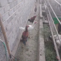 مرغ و خروس لاری|حیوانات مزرعه|بافق, |دیوار