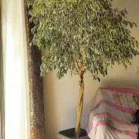 درخت بنجامین ابلغ نمایشگاهی12ساله