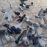 انواع کبوتر|پرنده|فردوس (خراسان), |دیوار