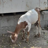 چپشت خوشرنگ دوقلویی