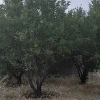 باغ-1000-متری-دارنگون