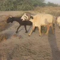 قوچ جوان  وبره