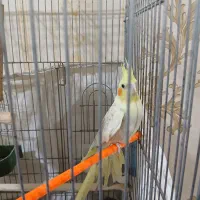 عروس هلندی|پرنده|تهران, دولاب|دیوار