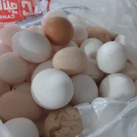 تخم مرغ محلی طبیعی|خوردنی و آشامیدنی|قم, نیروگاه|دیوار