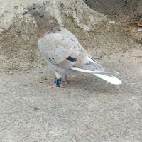 ماده هفرنگ دمسفید