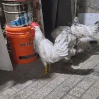 خروس سفید