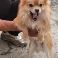 سگ پامرین روباهی