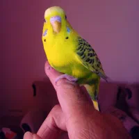 مرغ عشق دانه ای ۱۸۰هزار|پرنده|هشتگرد, فاز ۷ مهستان|دیوار