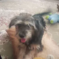 سگ یورکشایر|سگ|فردیس, شهرک شهید حسینی|دیوار