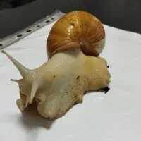 حلزون زنده بالغ|خزنده|پاکدشت, پاکدشت (مامازند)|دیوار