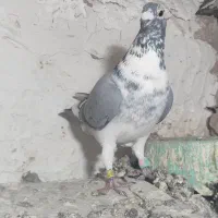 چند عدد کفتر ‌ پرشی پرنده