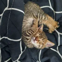 گربه بازیگوش