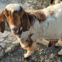 کهر نر|حیوانات مزرعه|رودان, |دیوار