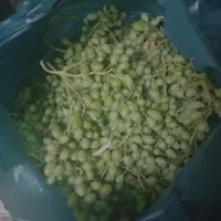 فروش غوره دیم