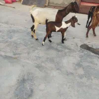 بزه دو قلو جزیزی کهرهاش هردوتاش نر هستش|حیوانات مزرعه|کاکی, |دیوار