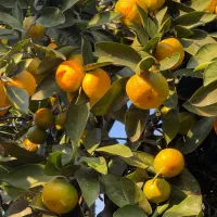 نارنگی درجه یک|خوردنی و آشامیدنی|مرزیکلا, |دیوار