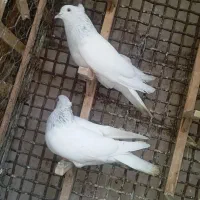 تعدادی کبوتر خوشگل.تکی و جفتی..