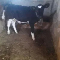 گاو گوساله