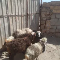 میش و ۴تا بره نر|حیوانات مزرعه|مسجد سلیمان, |دیوار