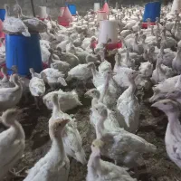 جوجه بوقلمون بیوتی یک کیلو به بالا (خانه طیور)