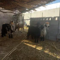 بز داشتی آبستن|حیوانات مزرعه|شوشتر, |دیوار