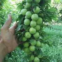 نهال میوه اصلاح شده باردهی از سال اول