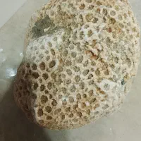 فسیل مرجانی کوهستان ۱۳ کیلویی ،میلیون سال