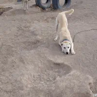 سگ سفید گله دروشت سبزوار|سگ|سبزوار, جهاد کشاورزی|دیوار