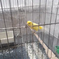 قناری نر و ماده|پرنده|نیشابور, منظر|دیوار