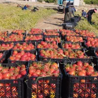 فروش گوجه لوکس ساکاتا تناژ بالا|خوردنی و آشامیدنی|دهدشت, |دیوار