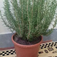 گل سالم خانگی|گل و گیاه طبیعی|مشگین شهر, |دیوار