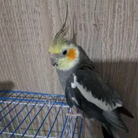 عروس هلندی نر