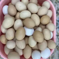 تخم نطفه دار و خوراکی