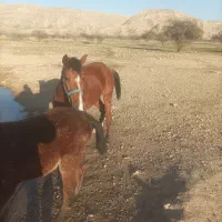 فروش اسب مادیان|اسب و تجهیزات اسب‌سواری|فیروزآباد (فارس), |دیوار