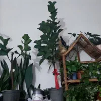 شلف حصیری|کتابخانه، شلف، قفسه‌های دیواری|رشت, کوی بیانی|دیوار