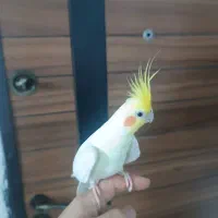 عروس هلندی|پرنده|مشهد, نوید|دیوار