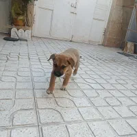 واگذاری توله سگ رایگان|سگ|کرمانشاه, |دیوار