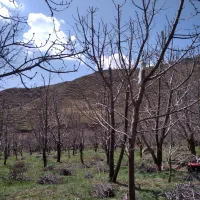 باغبانی وقلم زدن هرس کاری|خدمات باغبانی و درختکاری|مشهد, رسالت|دیوار