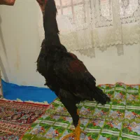 مرغ و جوجه خروس لاری|حیوانات مزرعه|کرمانشاه, |دیوار