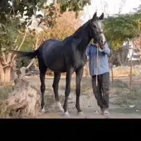 مادیان یسر خارجی kwpn